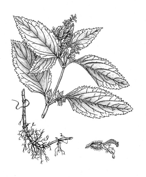 Крапива двудомная раскраска