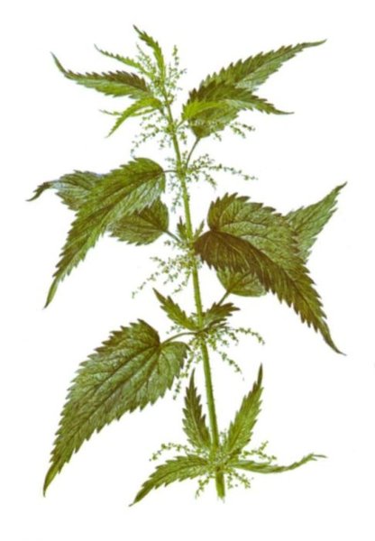 Побег крапивы двудомной