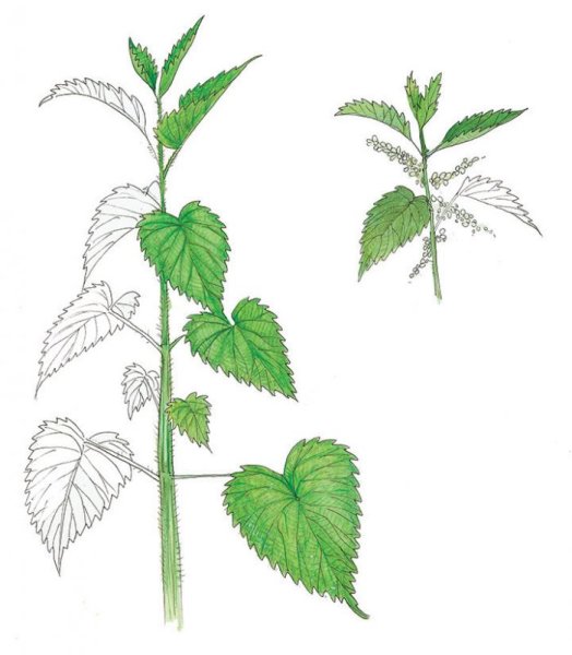 Крапива двудольная Фармакогнозия