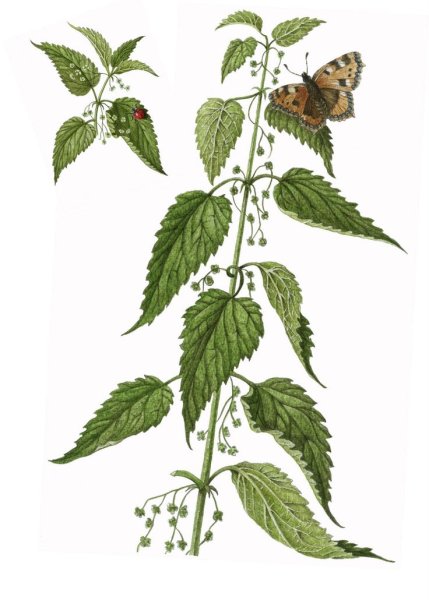 Крапива для раскрашивания