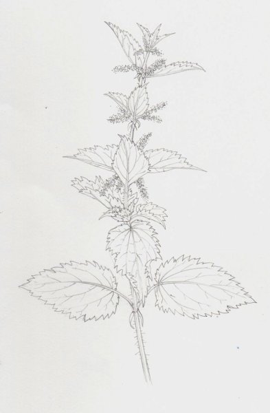 Семейство Яснотковые листья