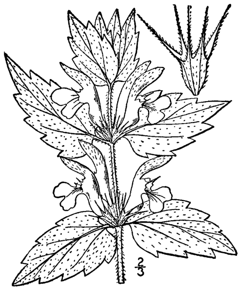 Зарисовки крапивы