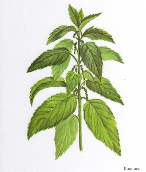 Крапива цветными карандашами