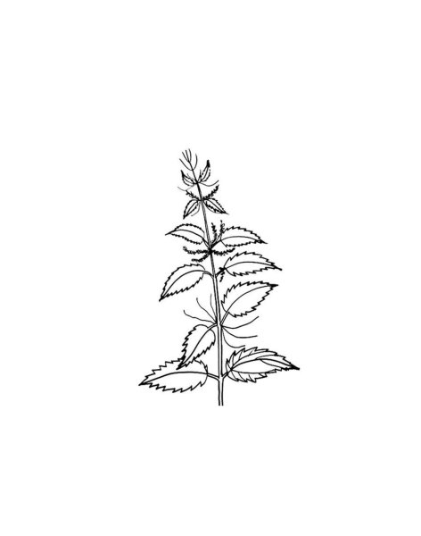 Листья крапивы двудомной