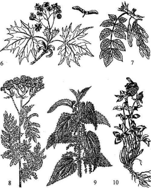 Крапива двудомная на белом фоне