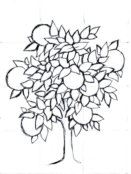 Яблоня раскраска