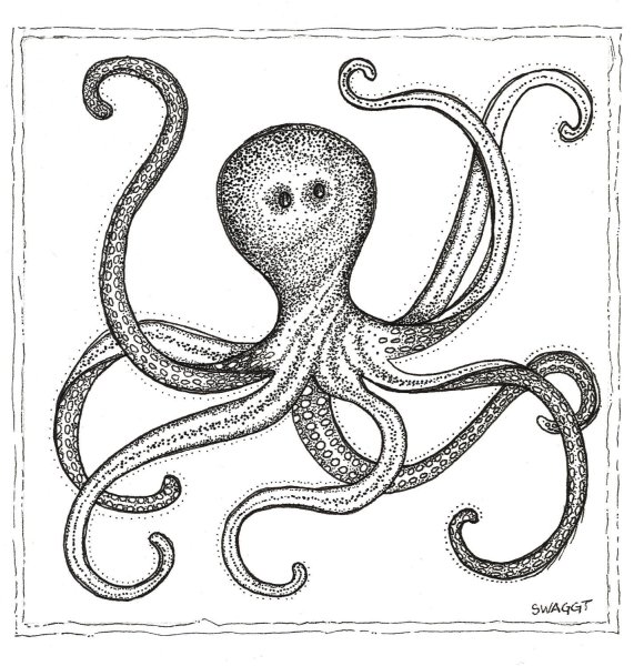 Осьминог скетч