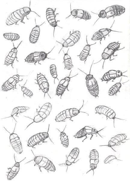 Таракан эскиз