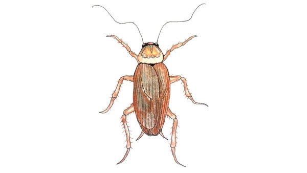 Таракан карандашом