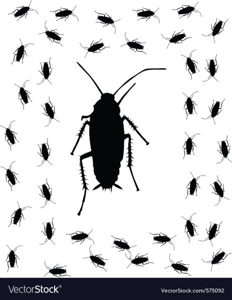 Таракан черно белый