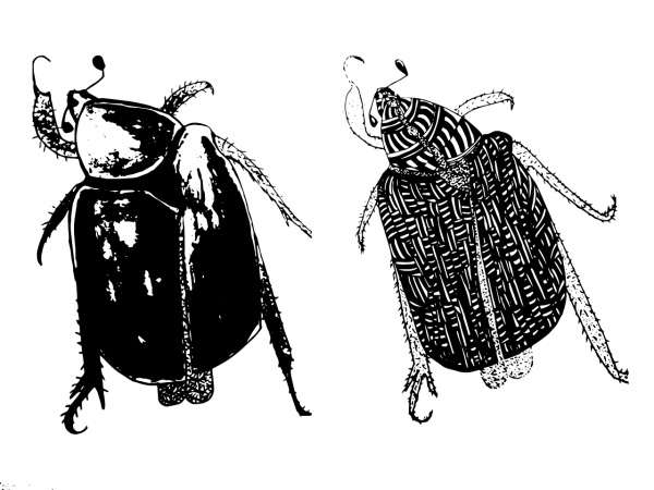 Таракан Графика