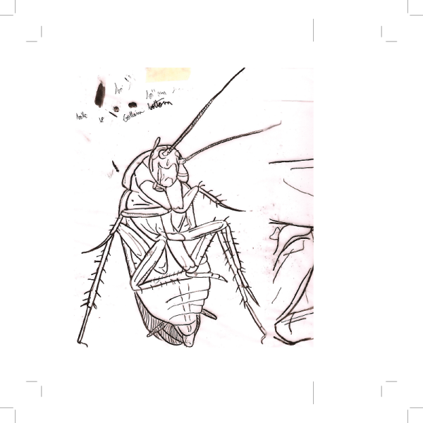 Референсы таракана