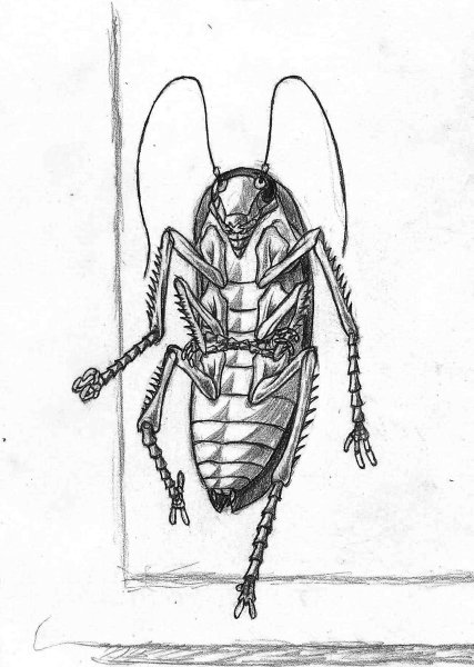 Таракан рисунок карандашом