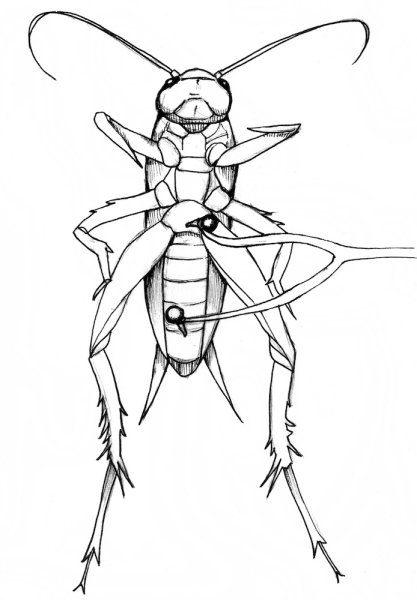 Таракан поэтапное рисование