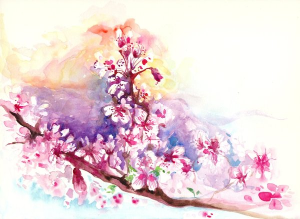 Сакура акварелью