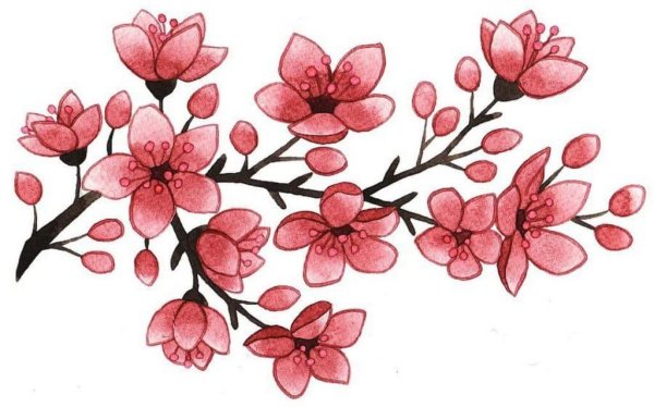 Сакура и Сакура для срисовки