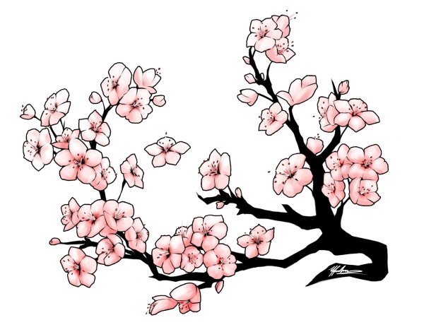 Ветка Сакуры для рисования