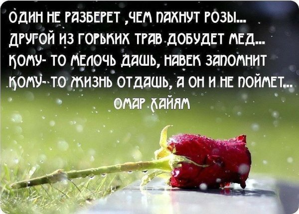 Милые смешные цитаты