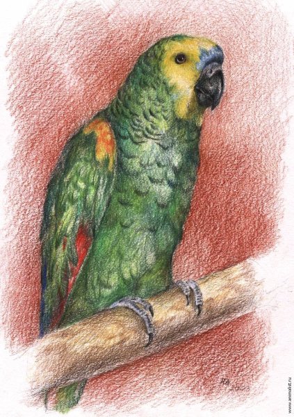 Картина разноцветные попугайчики