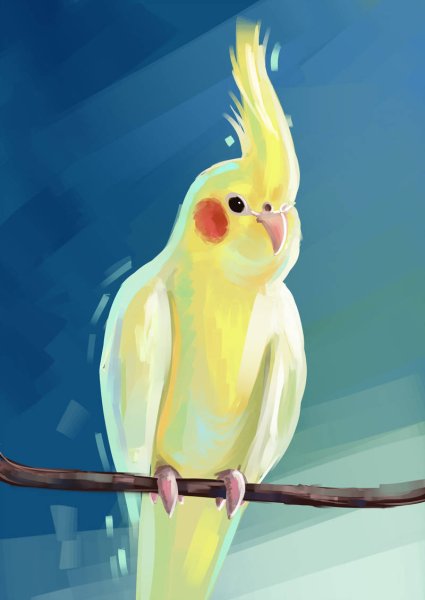 Попугай ара