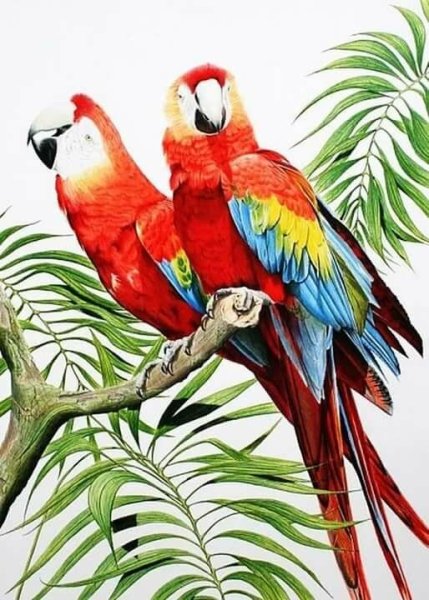 Нарисовать попугая