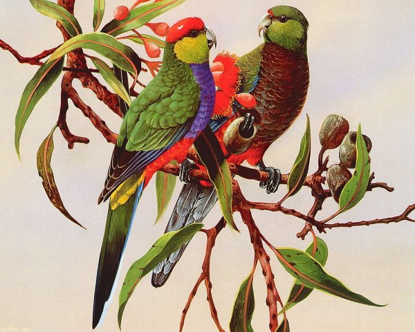 Попугай гуашью для детей