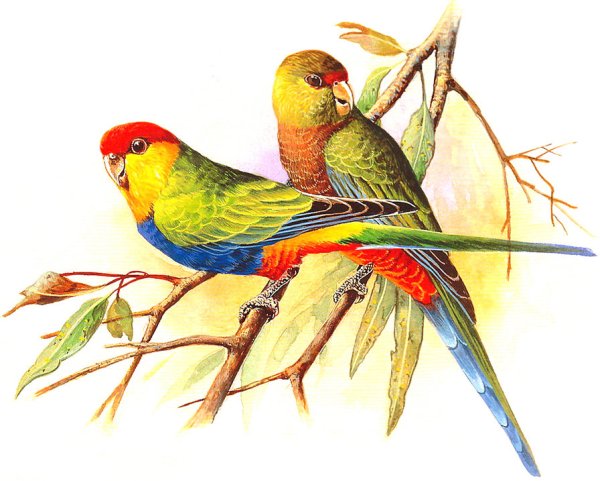 Попугай живопись