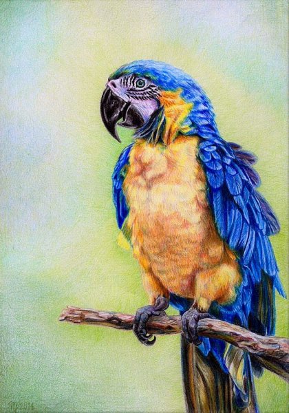 Ара цветными карандашами