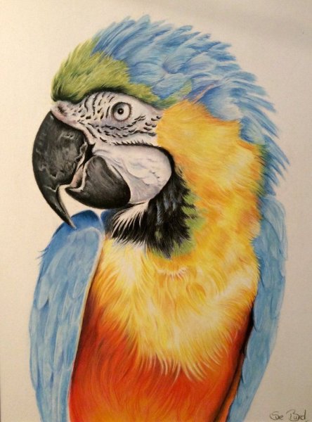 Иллюстрация два попугая