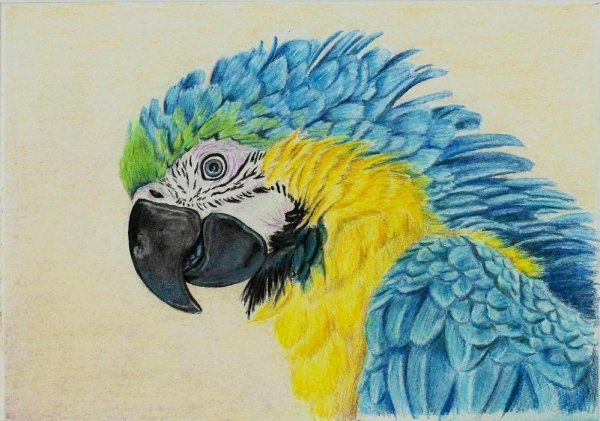 Попугай арт