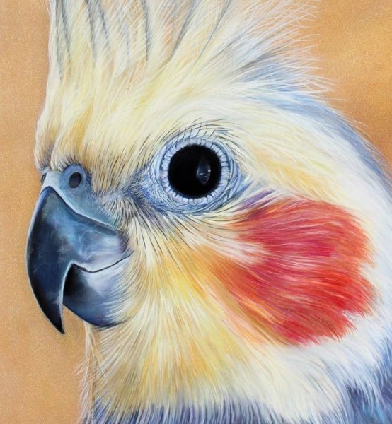 Нарисованные попугаи подборка