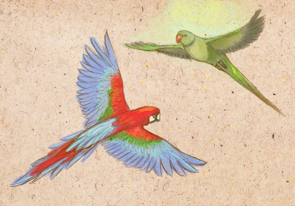 Экзотические птицы живопись