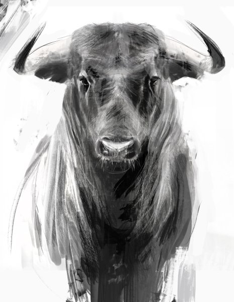 Красивый бык