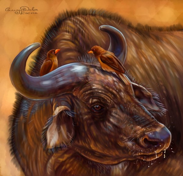 Красивый живописный бык