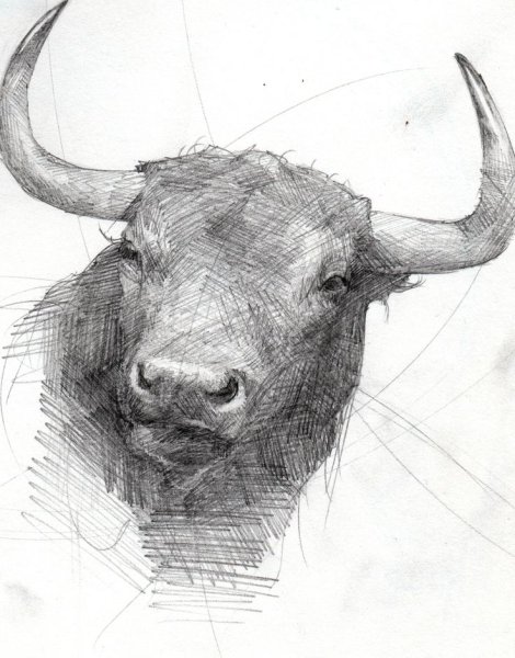 Бык набросок