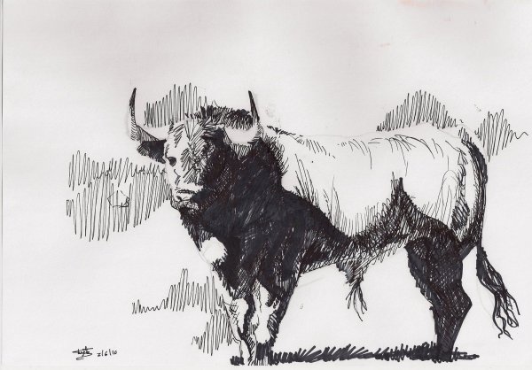 Бык картина карандаш