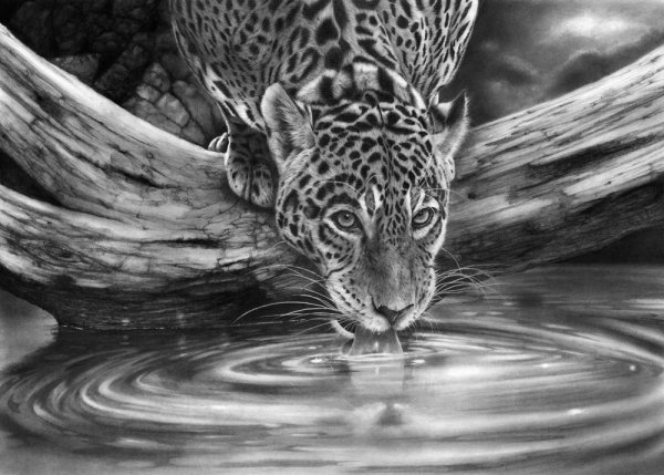 Красивые рисунки диких кошек