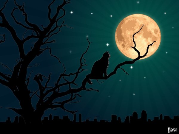 Коты на фоне Луны