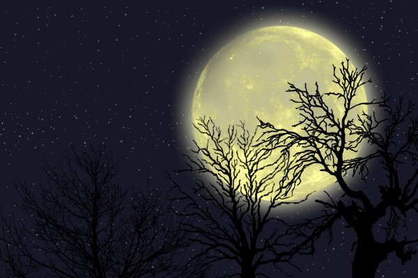 Дерево в лунном свете