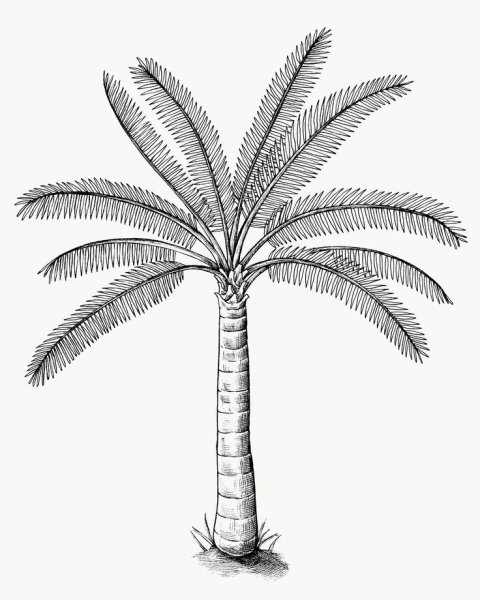 Пальма скетч