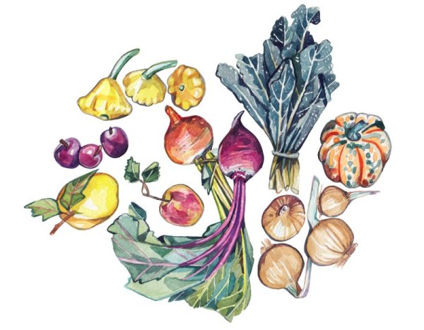 Овощи рисунок акварелью