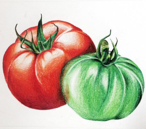 Наброски овощи цветными карандашами