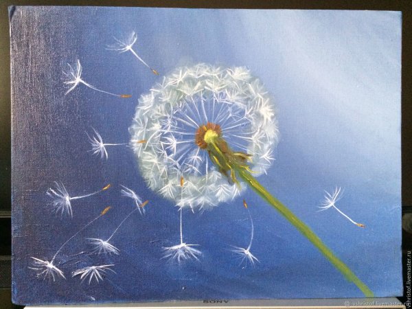 Одинокий одуванчик