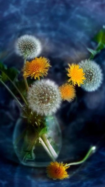 Одуванчик красиво