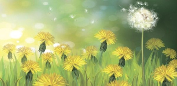 Картина Поляна одуванчиков