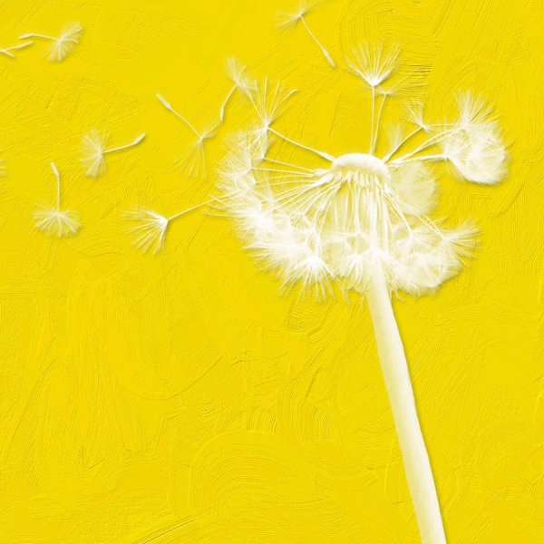 Одуванчики Эстетика