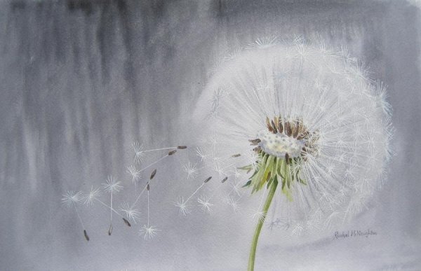 Живопись Ларисса Гамильтон , одуванчики