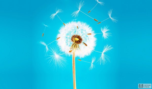 Одуванчик на голубом фоне