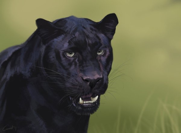 Пума и пантера