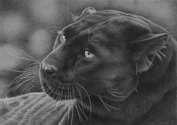 Пантера эскиз